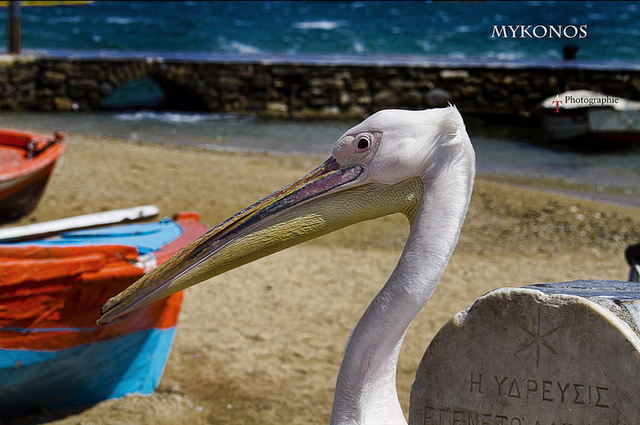  Pelikan Petros  maskota Mikonosa 